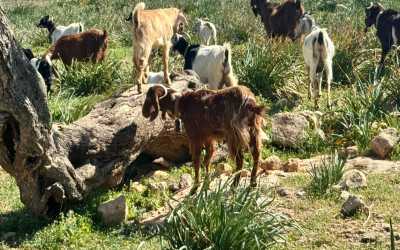 Wycieczka Marathon Jeep Safari Pisouri